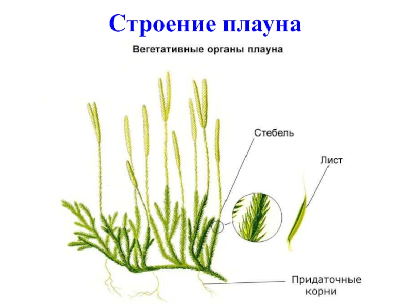 Плаун булавовидный строение рисунок