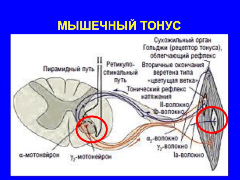 Рефлекторный тонус. Схема регуляции мышечного тонуса. Механизм регуляции мышечноготтонуса. Спинальные механизмы регуляции мышечного тонуса физиология. Схема спинальных механизмов регуляции мышечного тонуса.