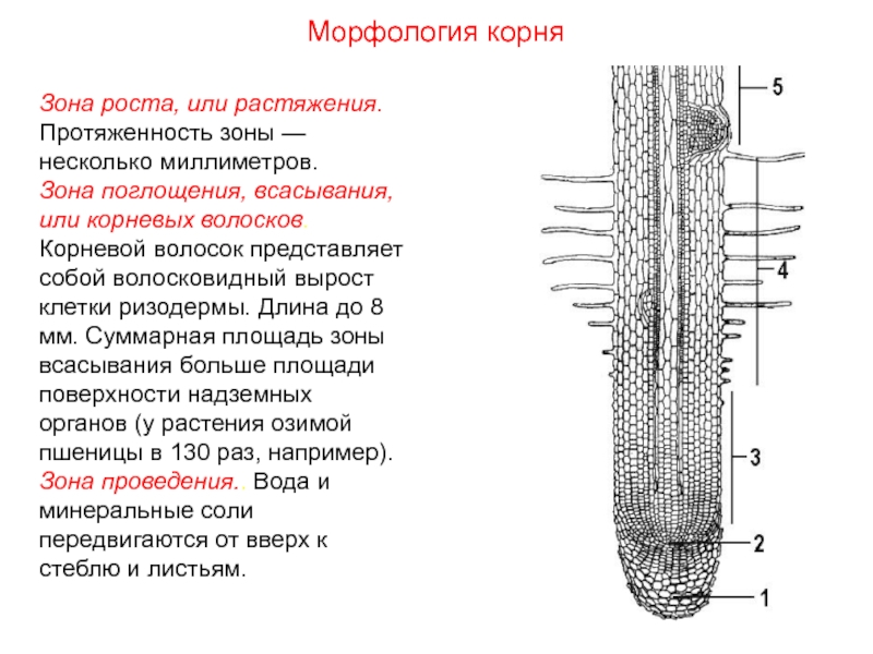 Зоны корня таблица