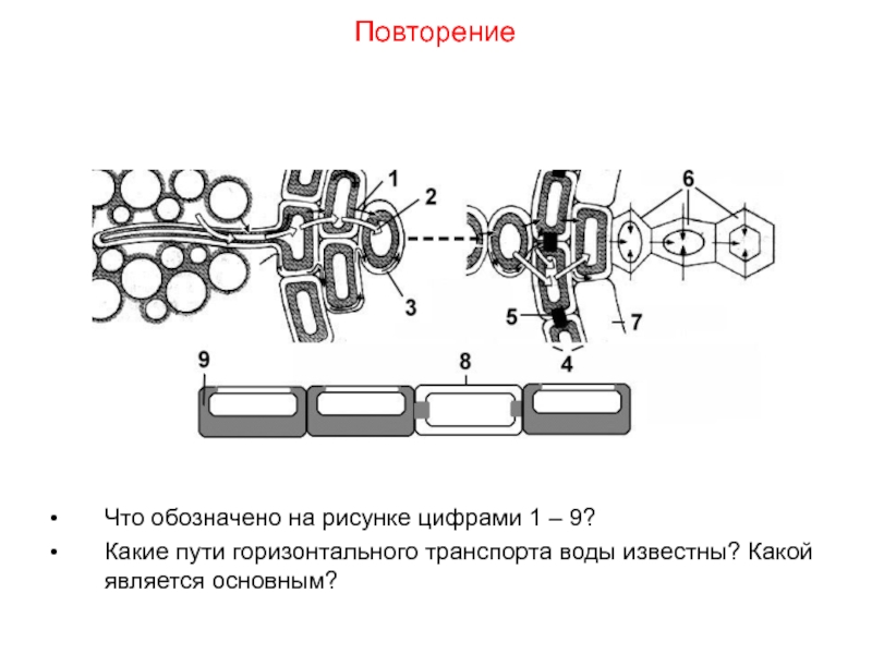 Какой цифрой на рисунке обозначен протягивающий валец