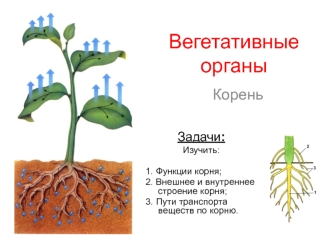 Вегетативные органы растений. Корень