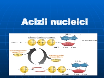 Acizii nucleici