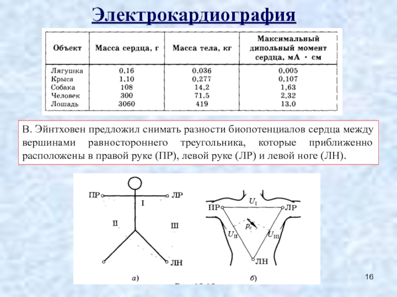 Укажите максимальное. Физические основы электрокардиографии теория Эйнтховена. Теория ЭКГ Эйнтховена физические. Физические основы теории отведений Эйнтховена. Основные положения теории Эйнтховена.