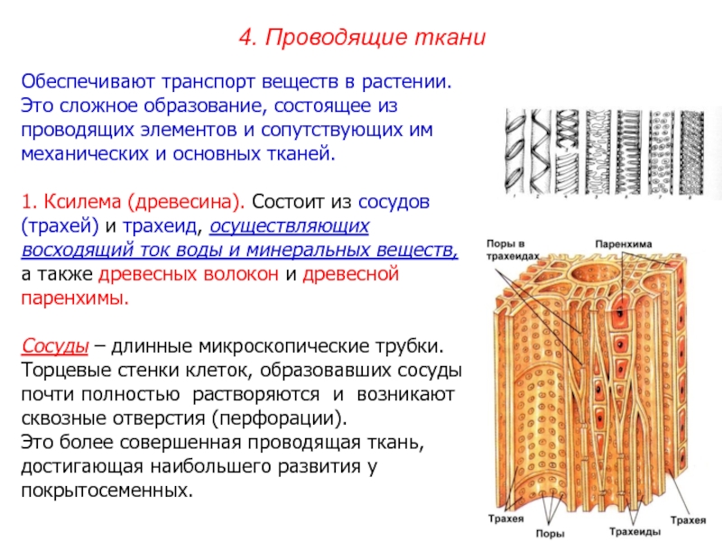 Ксилема ткань растений. Ксилема трахеиды и трахеи. Проводящая ткань Ксилема строение функции. Ксилема funkcii.