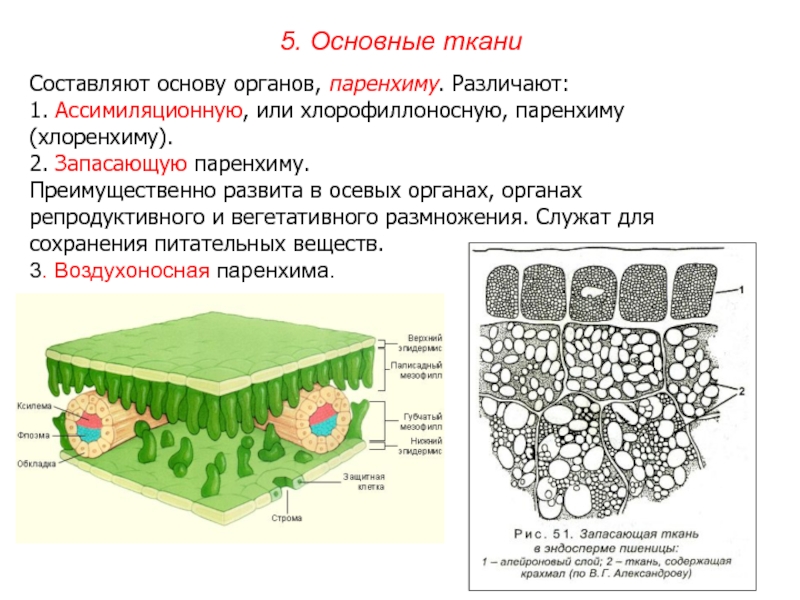 Паренхима это. Хлоренхима ткань растений. Строение ассимиляционной ткани растений. Основная ткань поглощающая паренхима. Основные ткани ассимиляционная запасающая воздухоносная.