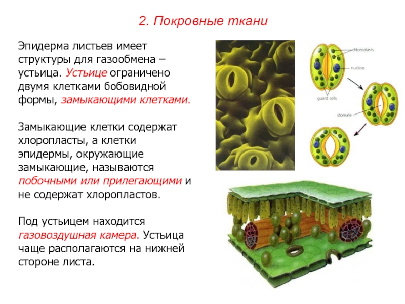 Какие элементы строения устьица обозначены на рисунке цифрами 1 и 2 какие функции они выполняют