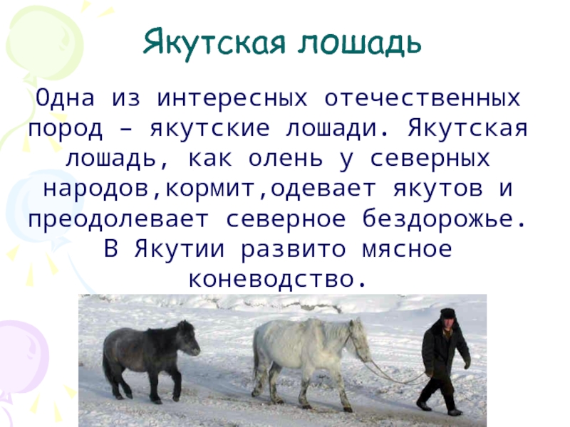 Якутская лошадь  Одна из интересных отечественных пород – якутские лошади. Якутская