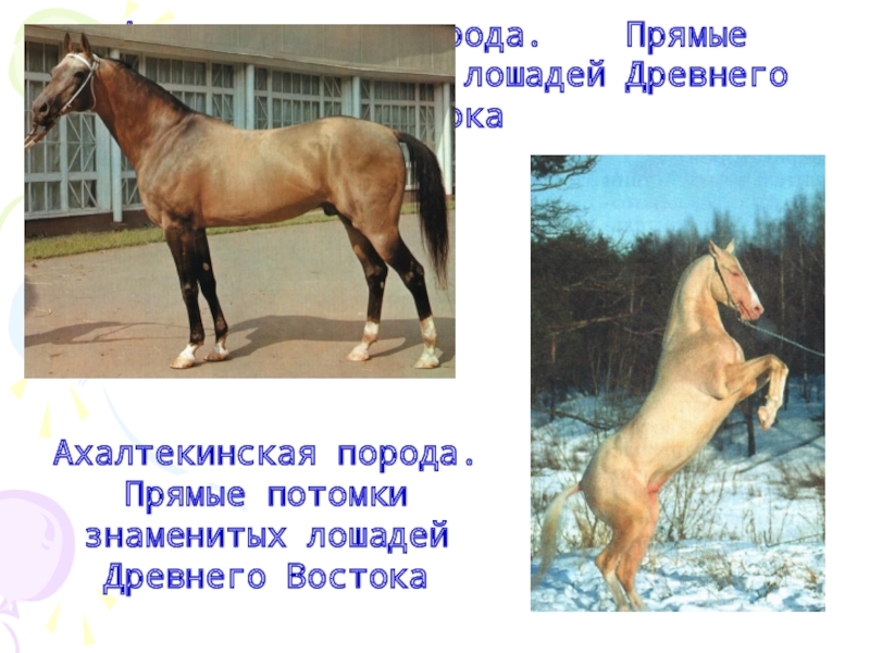 Ахалтекинская порода.  Прямые потомки знаменитых лошадей Древнего Востока Ахалтекинская порода.