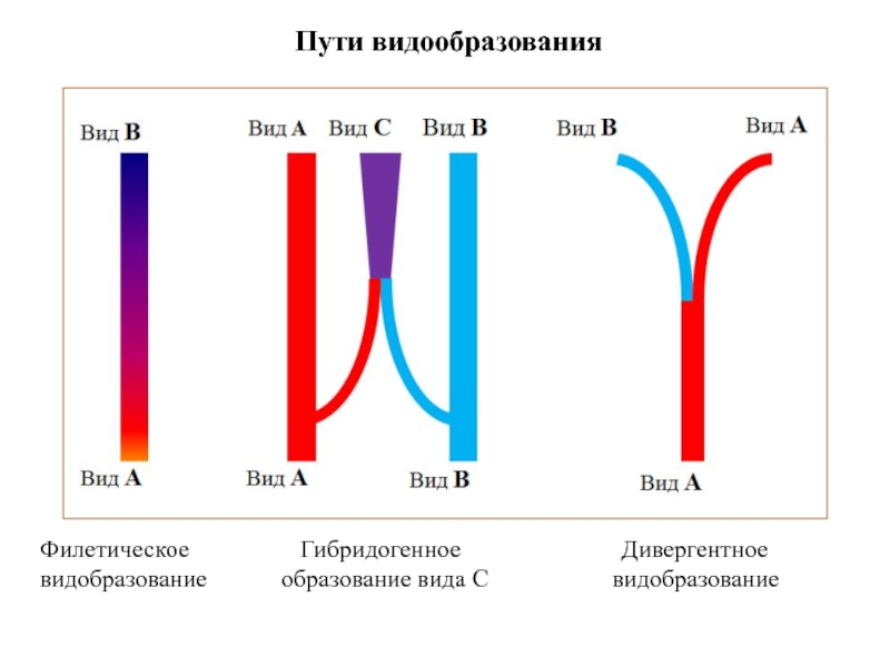 Способы видообразования. Основные пути видообразования. Филетический путь видообразования. Пути видообразования филетическое гибридогенное. Гибридогенное видообразование схема.