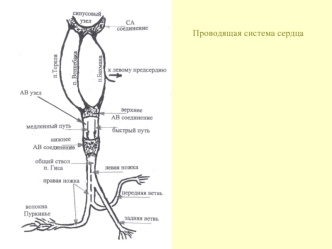 Проводящая система сердца