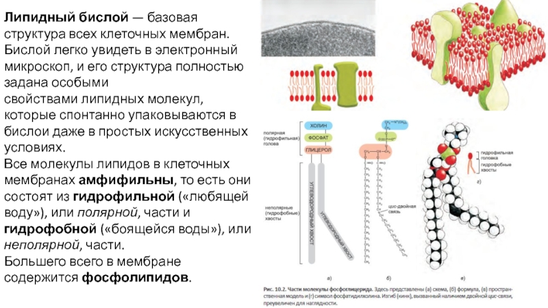 Каким номером на рисунке обозначена структура из которой в дальнейшем образуются мышцы животного