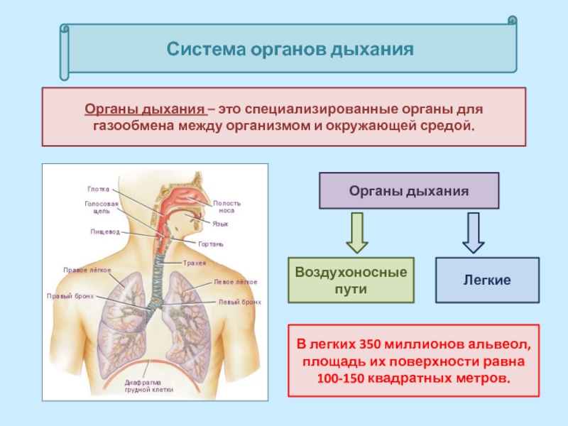 Какие органы принимают участие в дыхании. Дыхательная система функции системы. Воздухонасосные пути органа дыхательной системы. Дыхательная система газообмен. Путь воздуха в дыхательной системе.