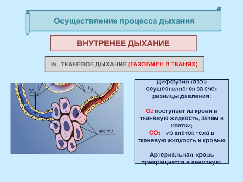 5 процессов дыхания. Органы тканевого дыхания. Осуществление процесса дыхания. Роль кислорода в процессе тканевого дыхания. Клетки осуществляющие процесс дыхания.