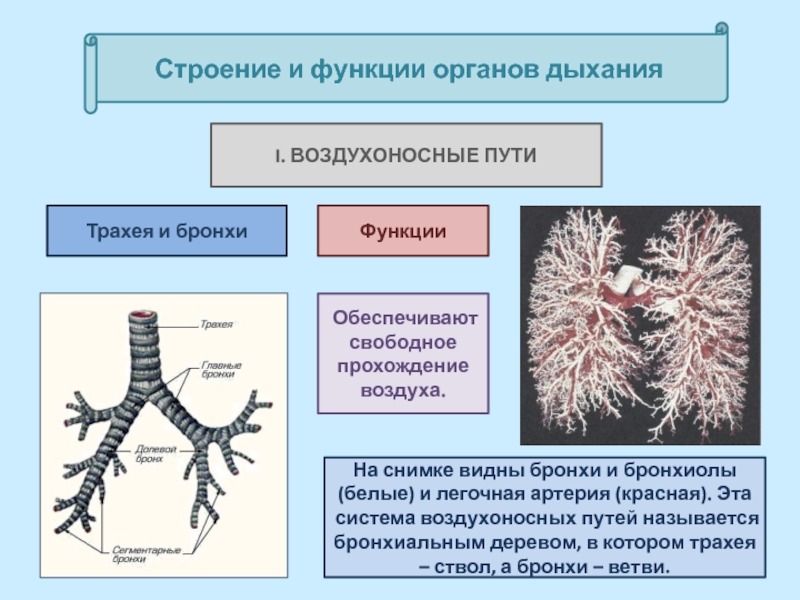 Воздухоносные пути рисунок