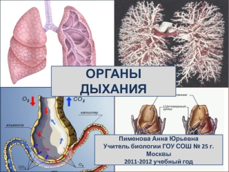 Органы дыхания