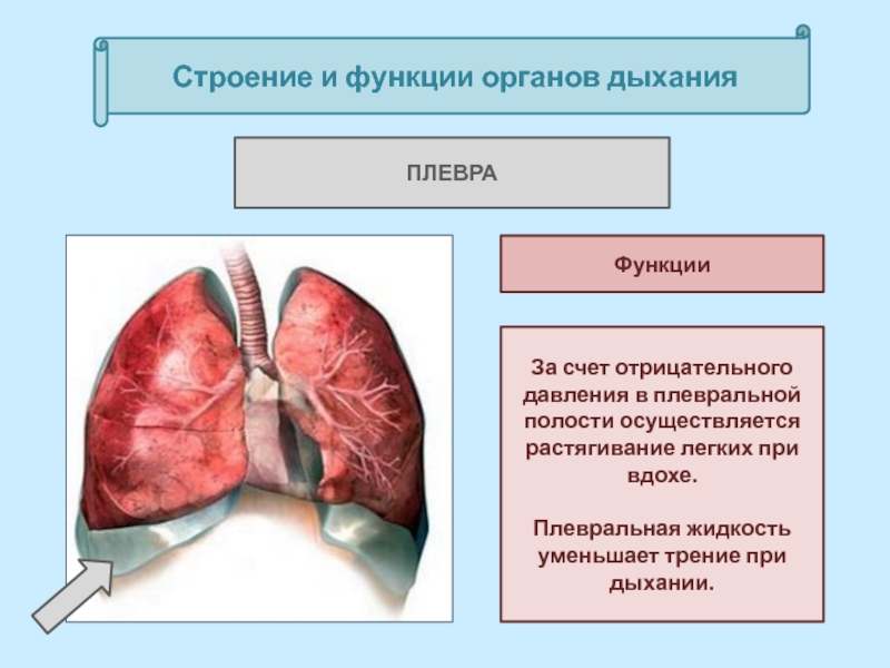 Презентация строение легких