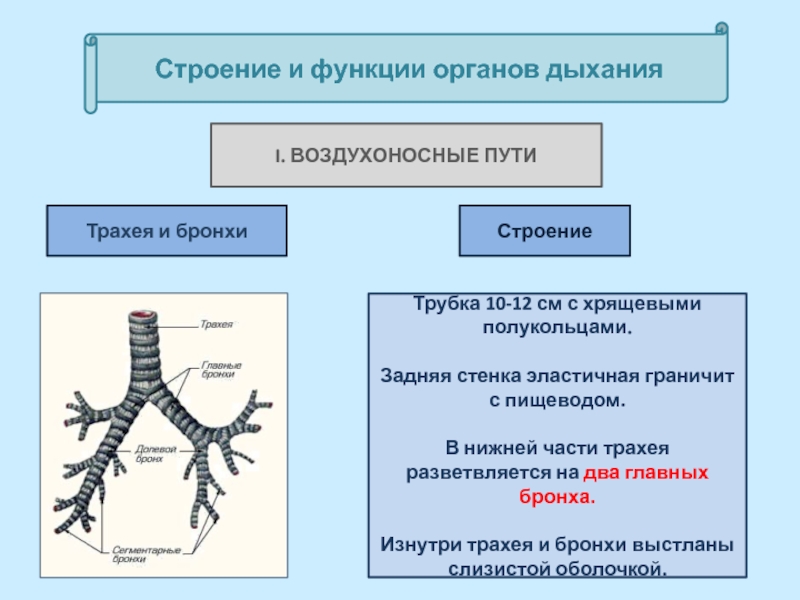 Строение и функции органов дыхания. Бронхи строение и функции. Трахея строение и функции. Строение трахеи и главных бронхов. Трахея и бронхи строение.