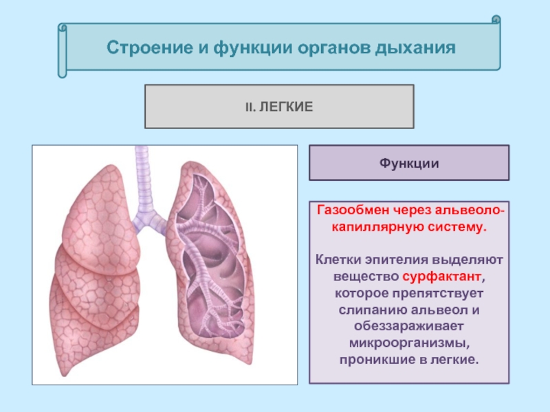 Особенности легких. Лёгкие строение и функции. Строение легких газообмен. Легкое строение и функции. Функции легких анатомия.