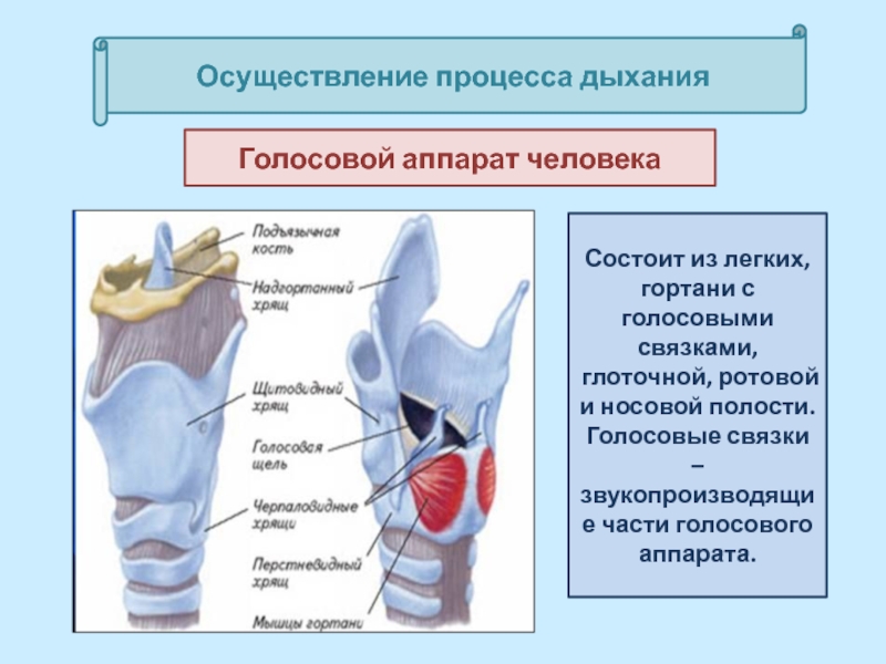 Проблемы со связками. Голосовой аппарат человека. Голосовой аппарат гортани. Строение голосового аппарата человека. Голосовой аппарат состоит из.