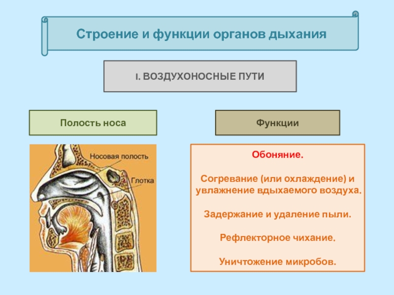 Каким номером на рисунке обозначены воздухоносные пути