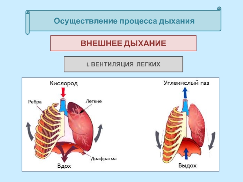 Процесс дыхания презентация