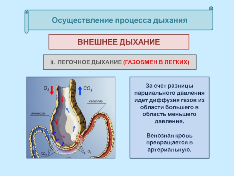 Легочное дыхание. Осуществление процесса дыхания. Процесс лёгочного дыхания. Место осуществления процесса дыхания.