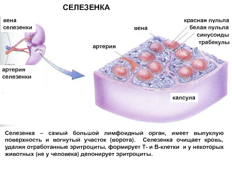 Схема строения селезенки гистология. Клетки селезенки строение. Селезенка с гемопоэзом гистология.