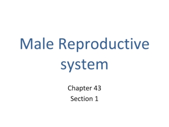 Male reproductive system