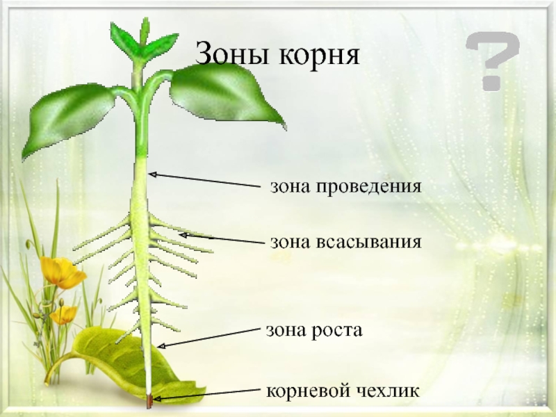 Корни цветкового растения. Зоны корня цветкового растения. Органы растений зона всасывания. Зоны роста растений. Зоны роста корней.