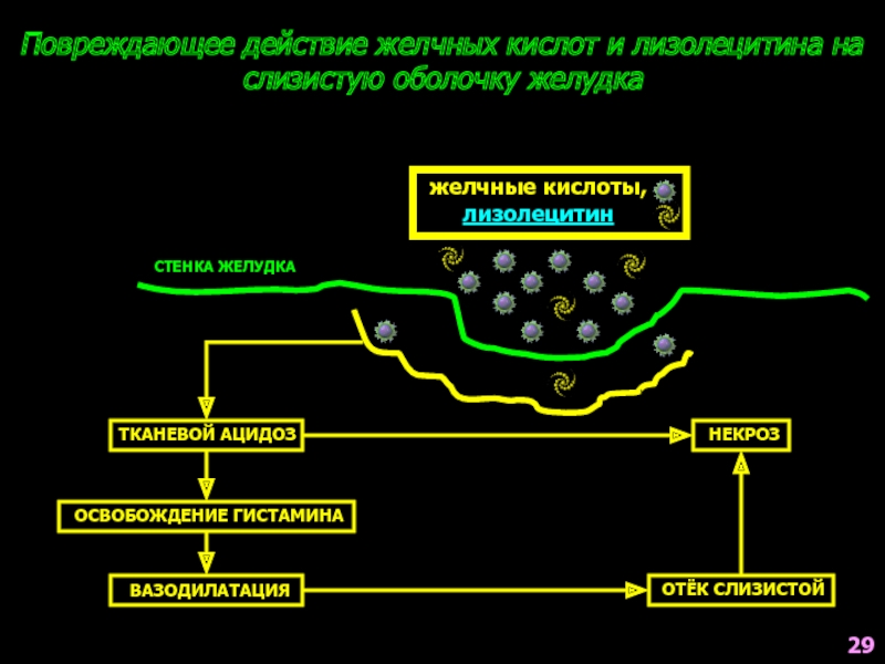 Желчные кислоты в кале