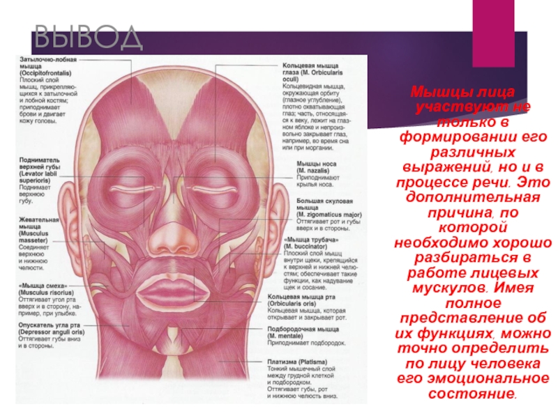 Лицевые мышцы. Мимические мышцы лица презентация. Лицевые мышцы имеют. Лицевые мышцы человека проект.