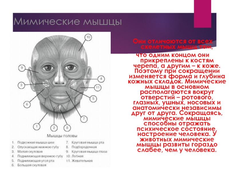 Какой цифрой на рисунке обозначены мимические мышцы