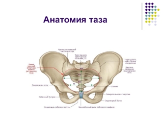 Анатомия таза