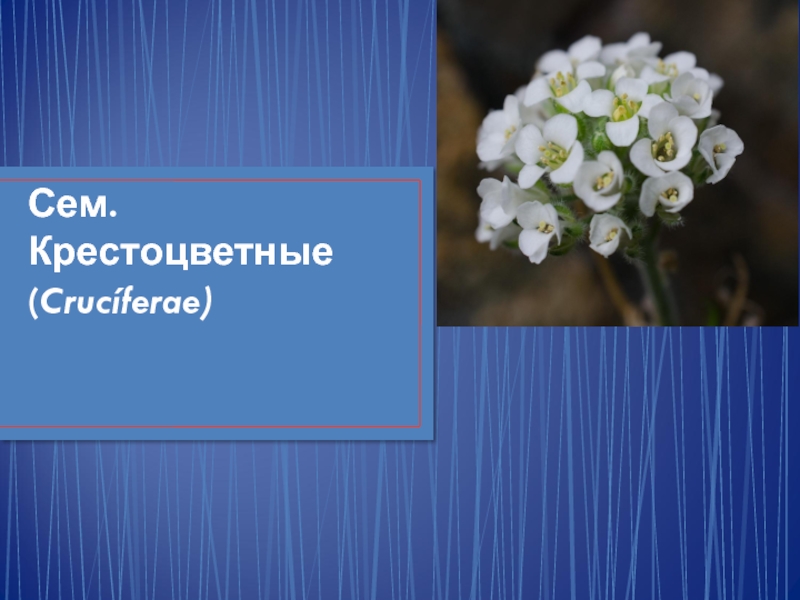 Цветы учебная. Семейство крестоцветные презентация. Крестоцветные симбиоз. Крестоцветные растения занесенные в красную книгу. Крестоцветные растения синквейн.