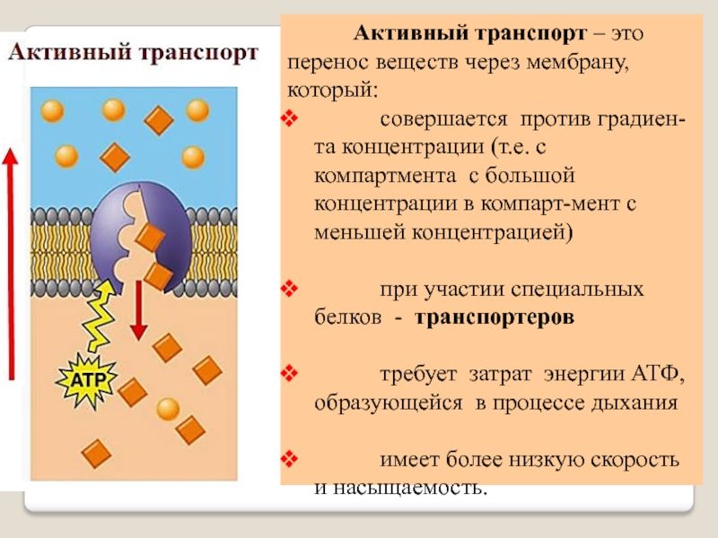 Реферат: Транспорт веществ через биологические мембраны