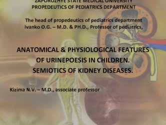 Ureter Female or male urethra