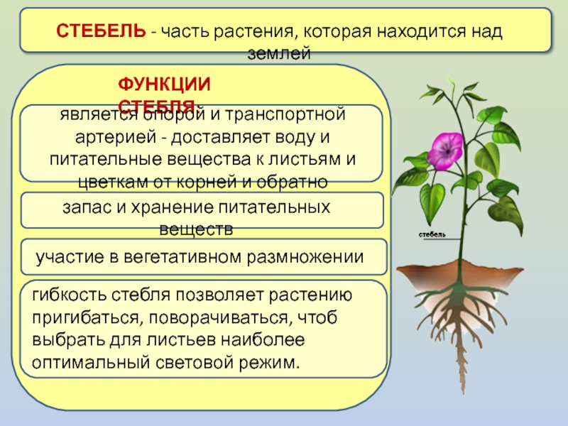 Лист обеспечивает корень. Строение и функции корня стебля листа цветка. Функции органов корень стебель лист. Функции частей растений черешок. Растение стебель корень.