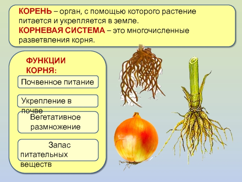 Питание корня ответ. Подземные органы растений. Органы растений корень. Функции корневой системы.