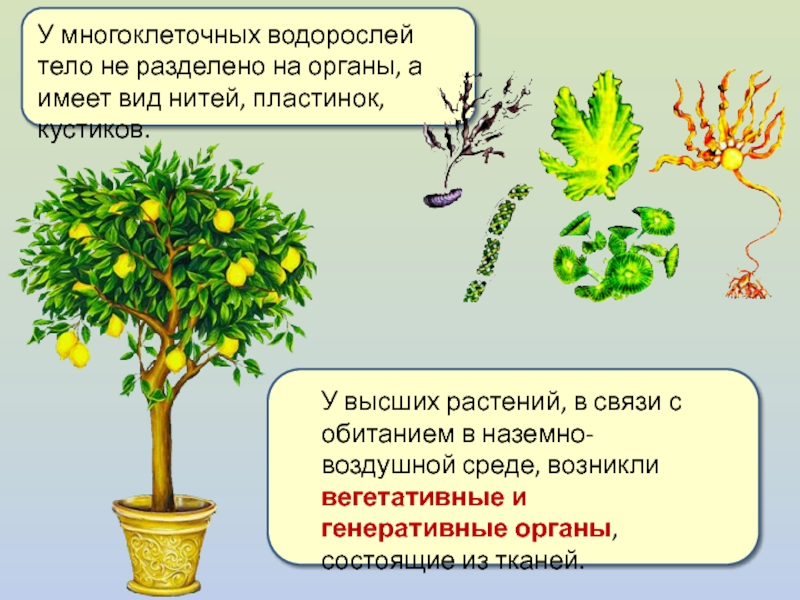 Тело высших растений состоит. Генеративные органы водорослей. Вегетативные и генеративные органы водорослей. Разделение растений на органы. Водоросли имеют вегетативные и генеративные органы.