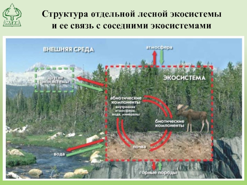 Структура отдельной лесной экосистемы  и ее связь с соседними экосистемами