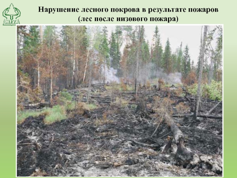 Нарушение лесного покрова в результате пожаров (лес после низового пожара)