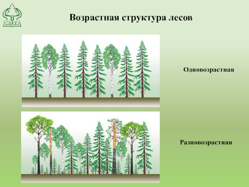Возрастная структура лесов Одновозрастная Разновозрастная