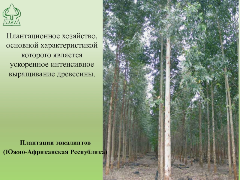Плантационное хозяйство, основной характеристикой которого является ускоренное интенсивное выращивание древесины. Плантации эвкалиптов (Южно-Африканская Республика)