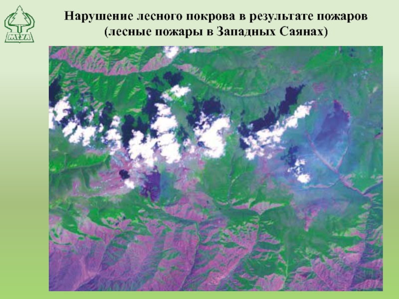 Нарушение лесного покрова в результате пожаров (лесные пожары в Западных Саянах)