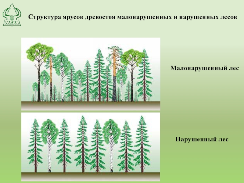 Структура ярусов древостоя малонарушенных и нарушенных лесов Малонарушенный лес Нарушенный лес