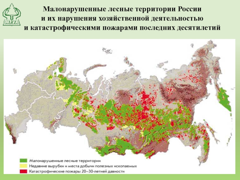 Малонарушенные лесные территории России  и их нарушения хозяйственной деятельностью  и катастрофическими пожарами последних десятилетий