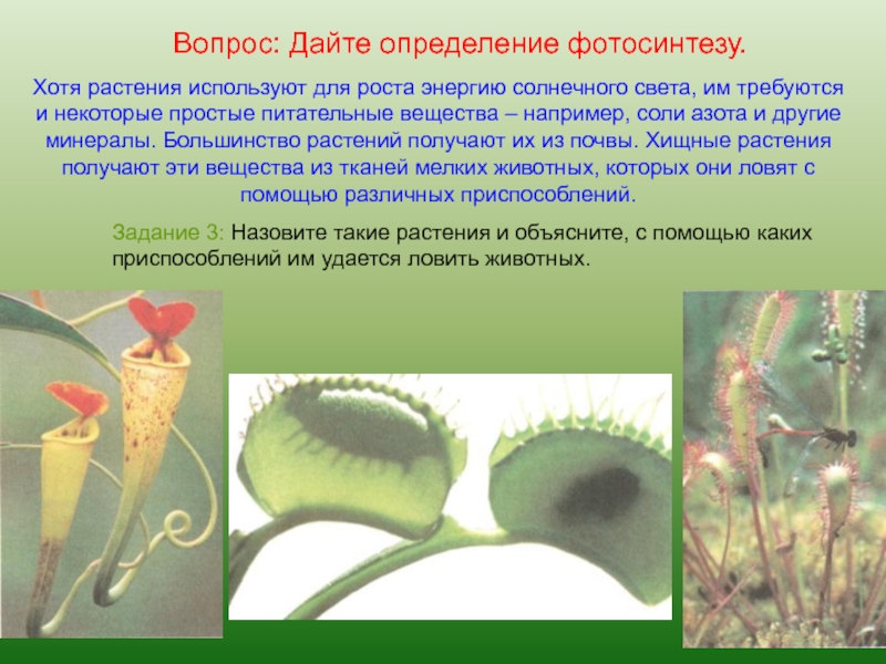 У животных есть фотосинтез. Фотосинтез у хищных растений. Растения способны. Растения способны к фотосинтезу. Насекомоядные растения не способны к фотосинтезу.