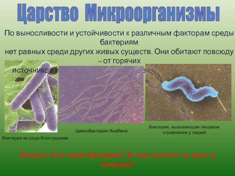 Среди бактерий есть. Положение микроорганизмов в природе. Положение микроорганизмов среди других живых существ. Место микробов среди других живых существ. Место бактерий среди других микроорганизмов.