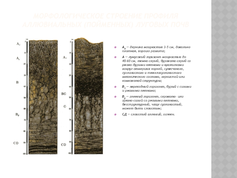 Аллювиальные почвы презентация