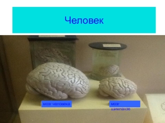 Презентация2